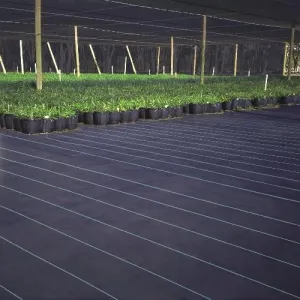 Ground Cover